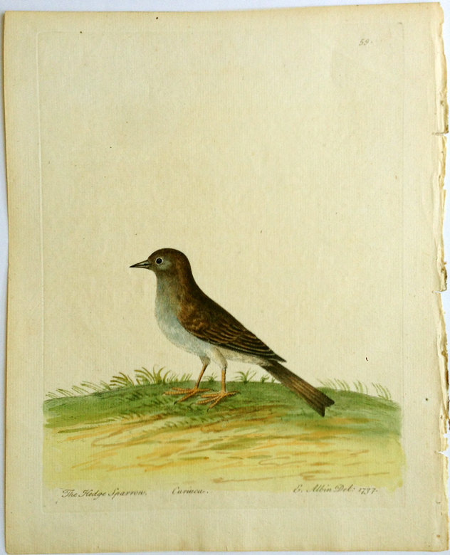 Albin, Hedge sparrow