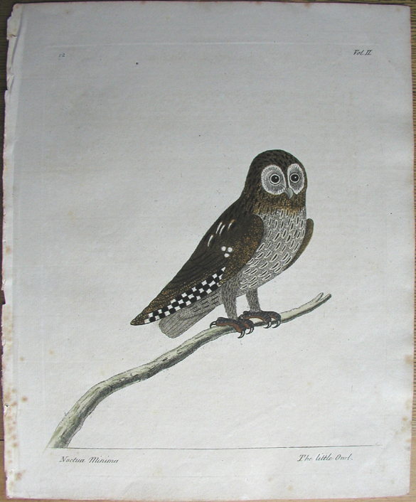 Albin,  Little Owl