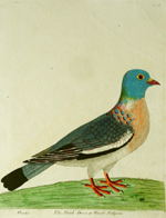 Albin, The Stock-Dove or Wood-Pidgeon