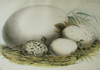 Aves, eggs