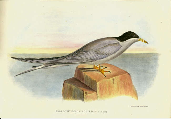 Gray, Black-fronted Tern