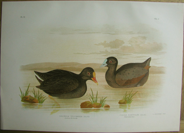 Gallinule and Coot