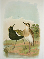 Broinowski, Australian Golden Plover, Asiatic Dottrel
