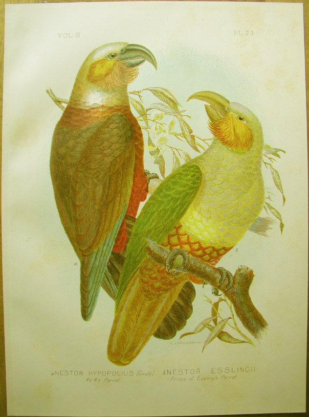 Nestor parrots
