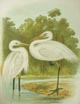 Plumed Egret & Australian Egret