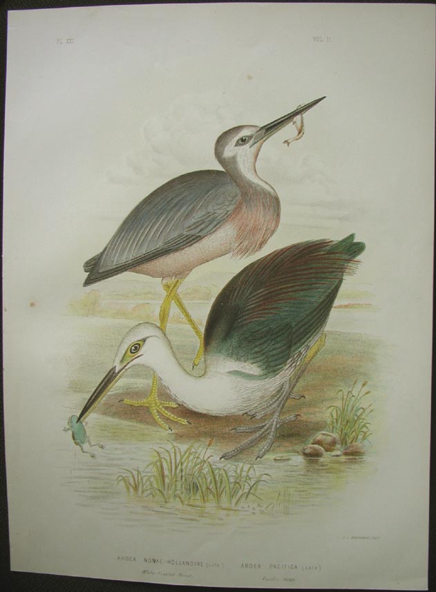 White-fronted Heron, Pacific Heron