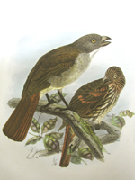 New Zealand Thrush (extinct)