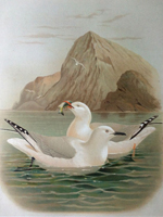 Black-billed gull, Red-billed gull