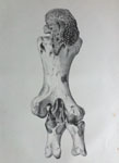 Leg of Dinornis elephantopus (Back)