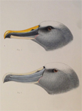 Head of Buller's Albatros, Head of Salvin's Albatros