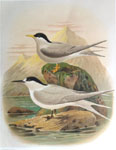 White-fronted tern, Black-fronted tern