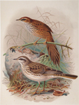 Fern-bird and NZ Pipit