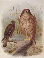 New-Zealand Harrier (Adult & Young)