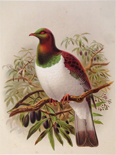 New-Zealand Pigeon