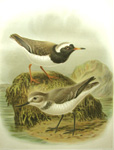 Sand Plover & Wry-billed Plover