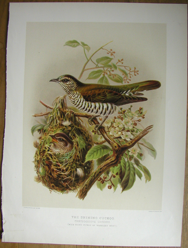 Shining Cuckoo, (with young cuckoo in warbler's nest)