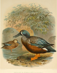 Shoveller or Spoonbill Duck