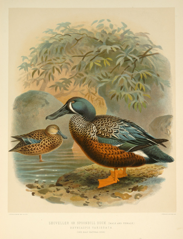 Shoveller or Spoonbill Duck