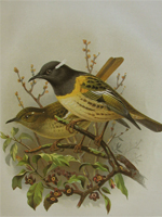 The Stitch bird (Male and Female)