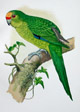 Golden-crowned parakeet (Kakariki)