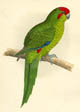 Fawcett, red-crowned parakeet
