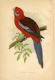 Pennant's parakeet (Crimson Rosella)