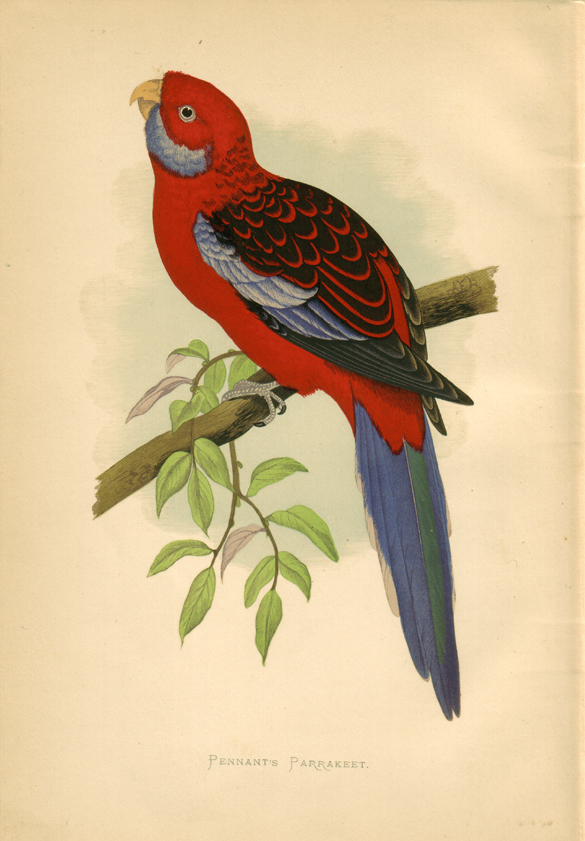 Pennant's parakeet (Crimson Rosella):