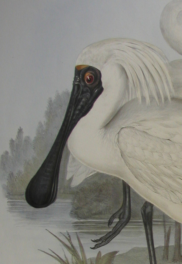 detail of head and feathers