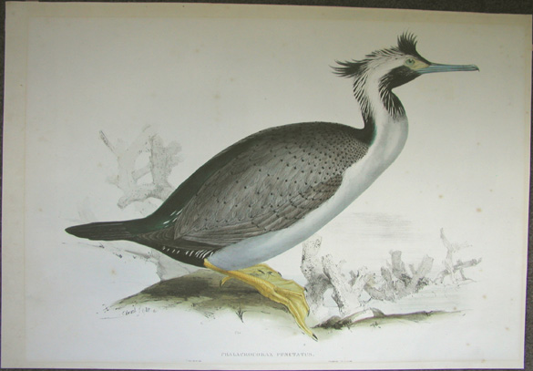 Spotted Cormorant, showing faint border resulting from previous framing