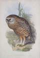 Whekau, extinct laughing owl