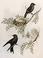 John Gould, Wood Swallow