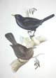 John Gould, Black ouzel, (blackbird) Turdus merula