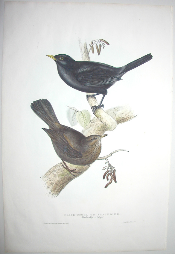 Black-ouzel or blackbird