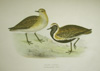 John Gould, Golden plover, Charidrius pluvialis