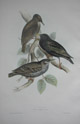 John Gould, Starlings