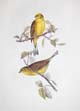 John Gould, Yellow Bunting,  (yellowhammer), Emberiza citrinella