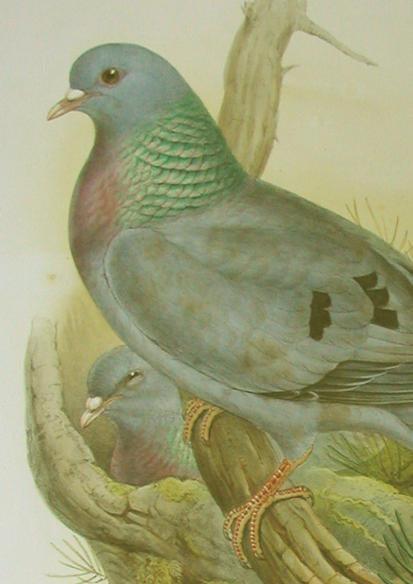 Stock dove, close-up showing spot in front of main bird
