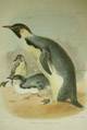 Gray, Emperor penguin