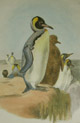 Gray, King penguin
