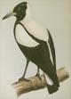 Gray, Australian Magpie