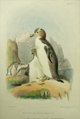Gray, Hoiho, Yellow-eyed penguin