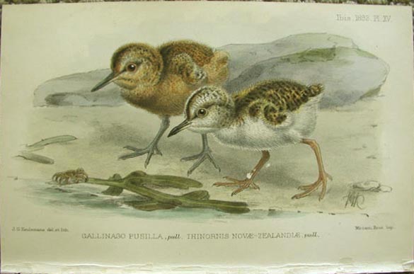 Shore plover and Chatham Island snipe