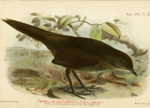 Long-tailed Bush Warbler