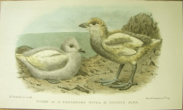 Young of Snow petrel