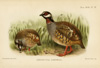 Campbell's tree partridge