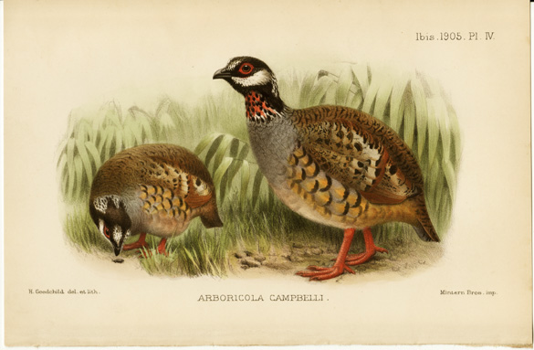 Campbell's tree partridge