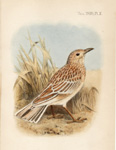 Somali long-billed lark