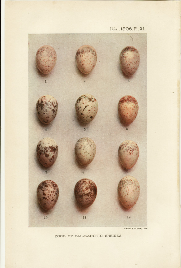 Eggs of the Palaearctic shrikes