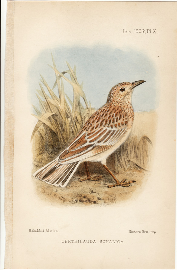 Somali long-billed lark