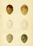 Eggs of Chatham-Islands' Birds